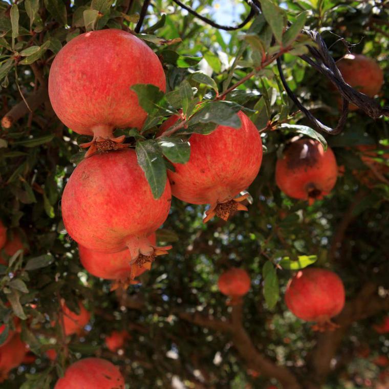 Ρόδι, φρούτο θαύμα για την υγεία των γυναικών