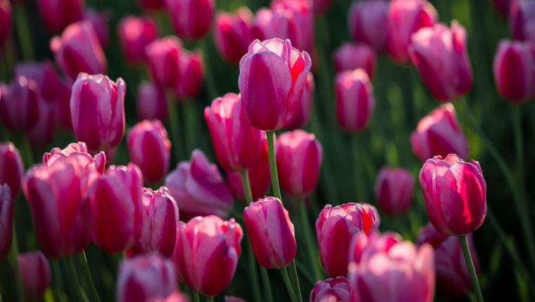 Symphony of Tulips 2019 Pitesti